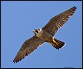 _4SB6607 peregrine falcon